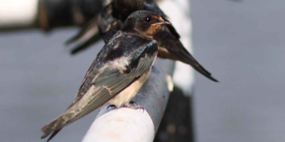 Rondine (Hirundo rustica), foto di esempio dell'animale.