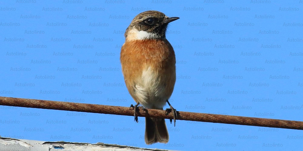 Saltimpalo (Saxicola rubicola), foto di esempio dell'animale.