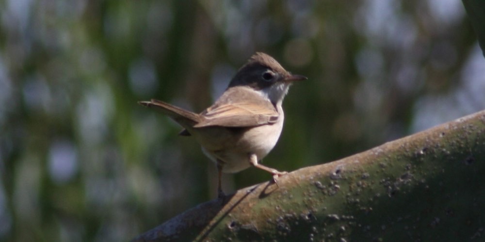 Sterpazzola (Sylvia communis), foto di esempio dell'animale.