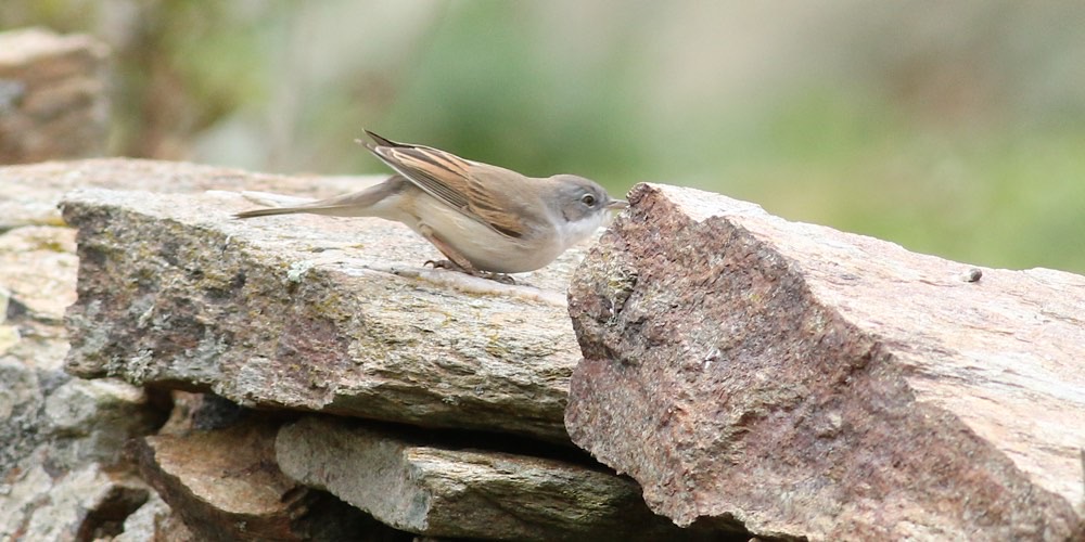 Sterpazzola della Sardegna (Sylvia sardas), foto di esempio dell'animale.