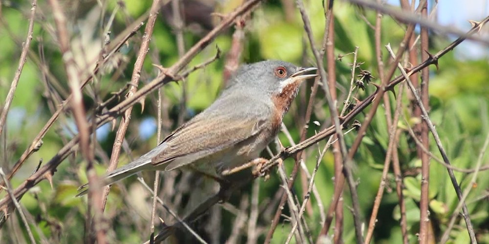 Sterpazzolina (Sylvia cantillans), foto di esempio dell'animale.