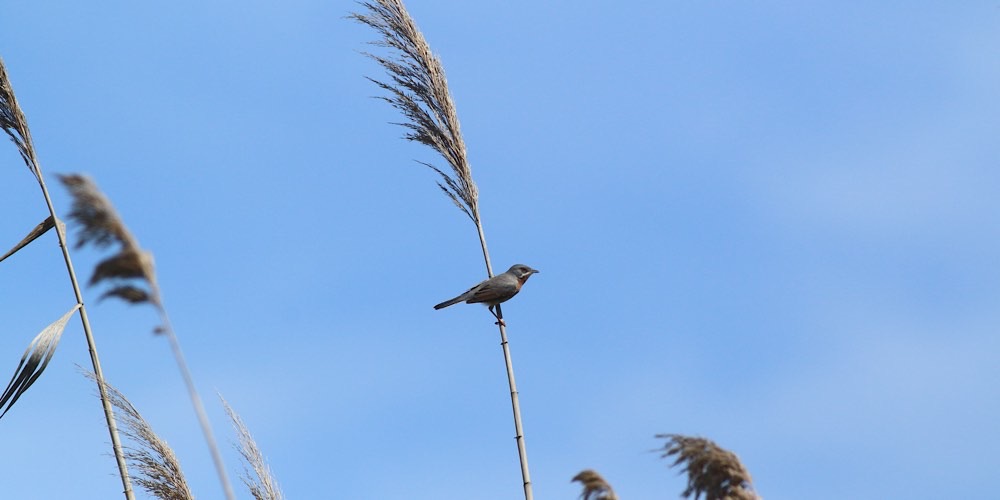 Sterpazzolina (Sylvia cantillans)