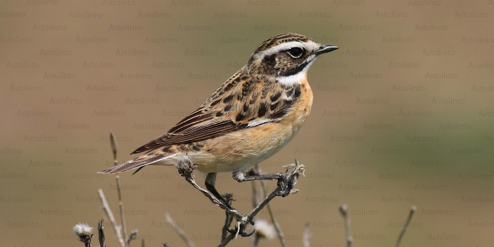 Stiaccino (Saxicola rubetra), foto di esempio dell'animale.