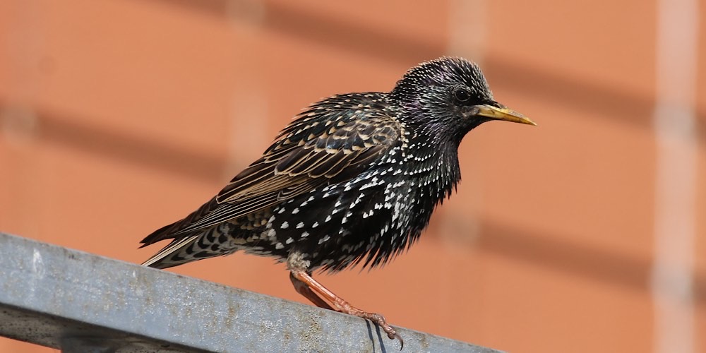 Storno comune (Sturnus vulgaris), foto di esempio dell'animale.