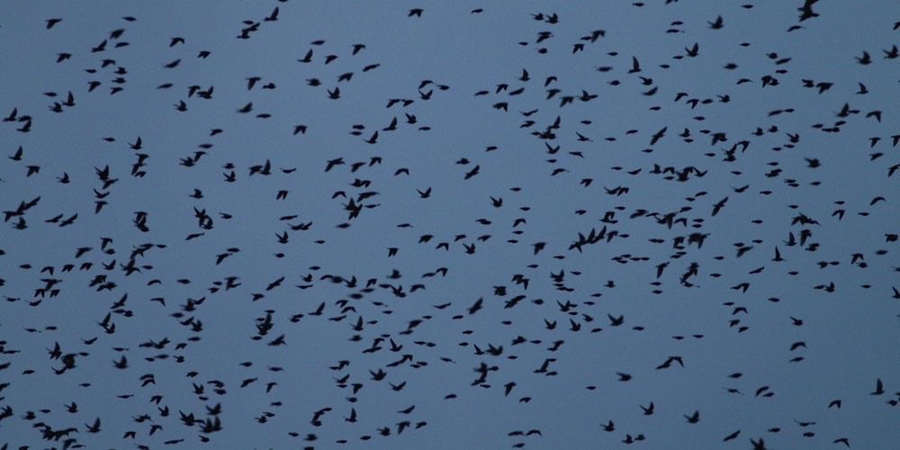 Storno comune (Sturnus vulgaris)