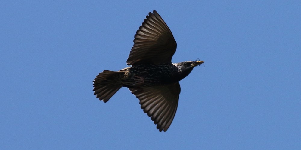 Storno comune (Sturnus vulgaris)