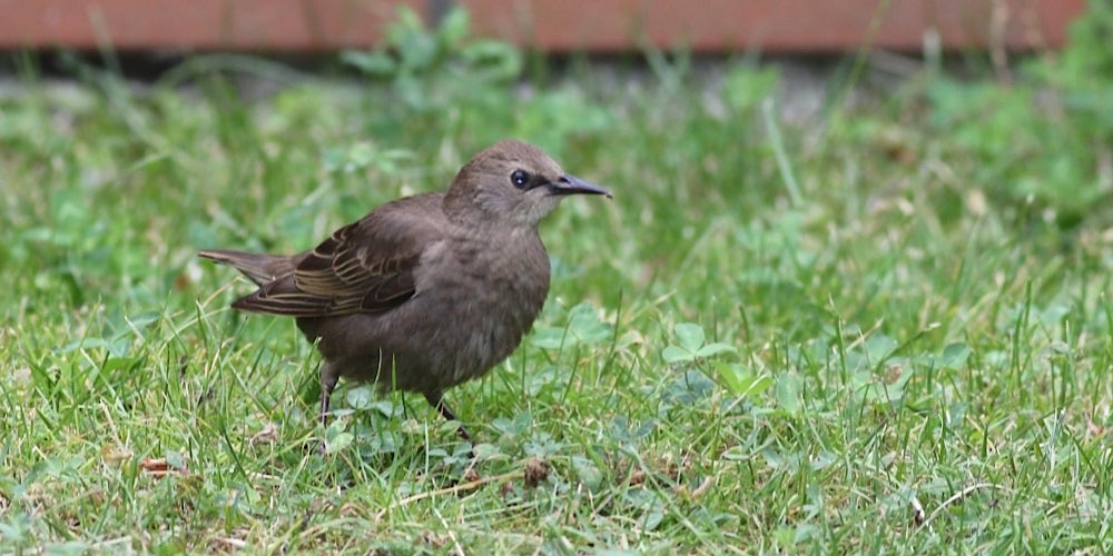 Storno comune (Sturnus vulgaris)