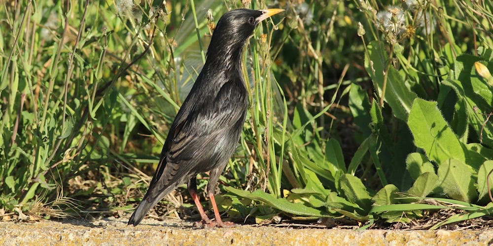 Storno nero (Sturnus unicolor), foto di esempio dell'animale.