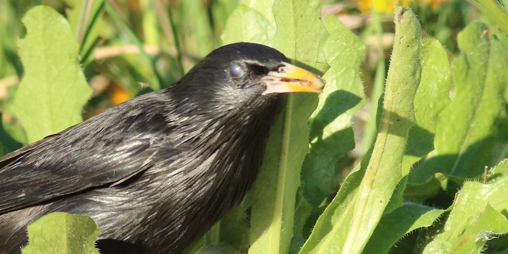Storno nero (Sturnus unicolor)