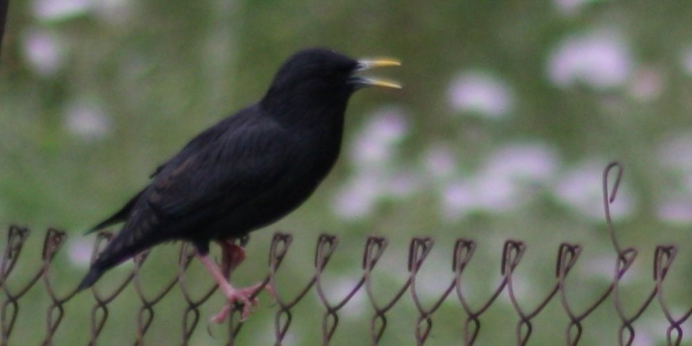 Storno nero (Sturnus unicolor)