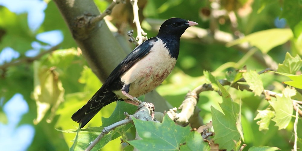 Storno roseo (Pastor roseus), foto di esempio dell'animale.