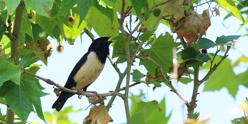 Storno roseo (Pastor roseus)