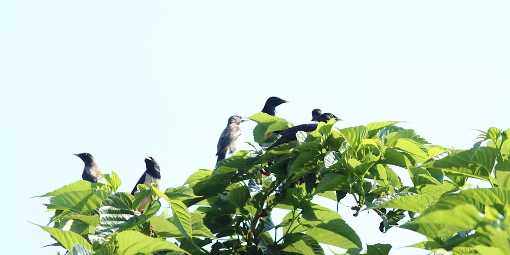 Storno roseo (Pastor roseus)