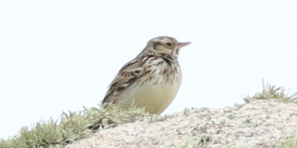 Allodola comune (Alauda arvensis), foto di esempio dell'animale.