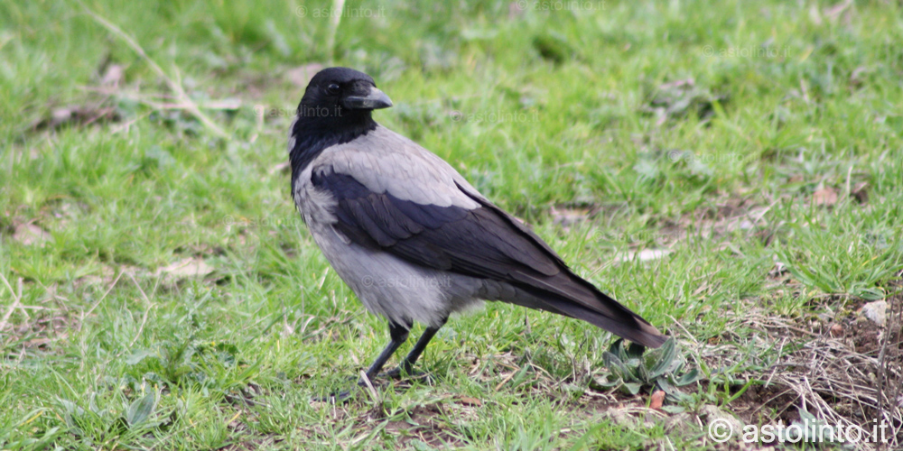 Cornacchia (Corvus corone), foto di esempio dell'animale.