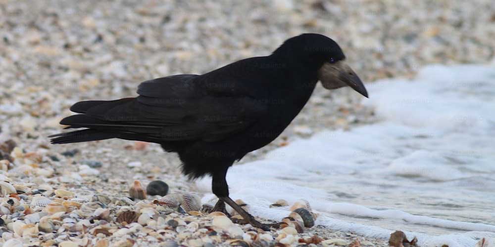 Corvo comune (Corvus frugilegus), foto di esempio dell'animale.