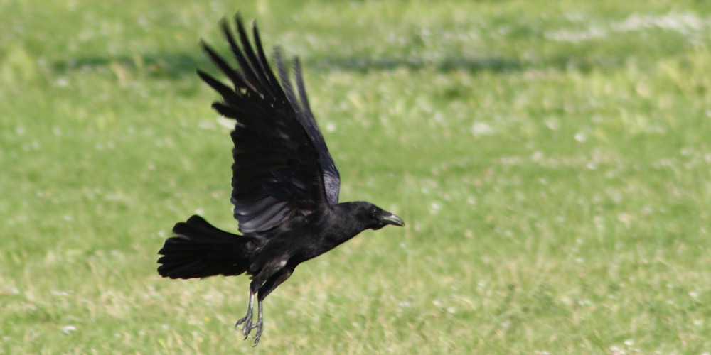 Corvo imperiale (Corvus corax), foto di esempio dell'animale.