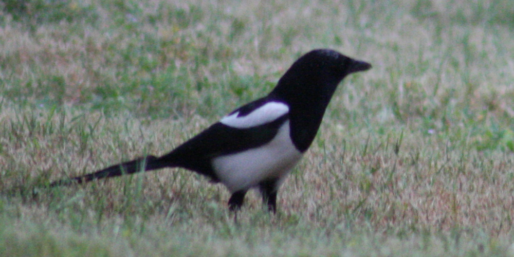Gazza (Pica pica), foto di esempio dell'animale.