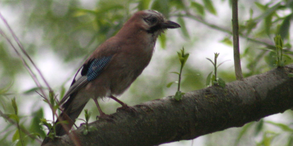 Ghiandaia (Garrulus glandarius), foto di esempio dell'animale.