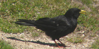Gracchio alpino, foto