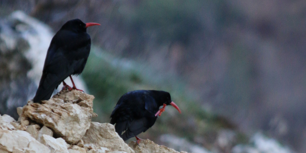 Gracchio corallino (Pyrrhocorax pyrrhocorax), foto di esempio dell'animale.