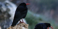 Gracchio corallino, foto