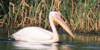 Pellicano comune, foto