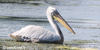 Pellicano riccio, foto
