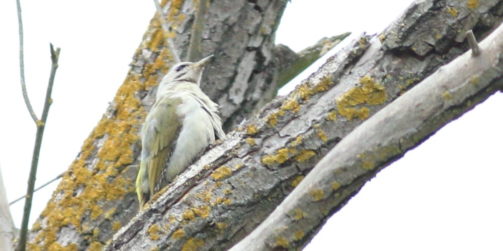 Picchio cenerino (Picus canus), foto di esempio dell'animale.