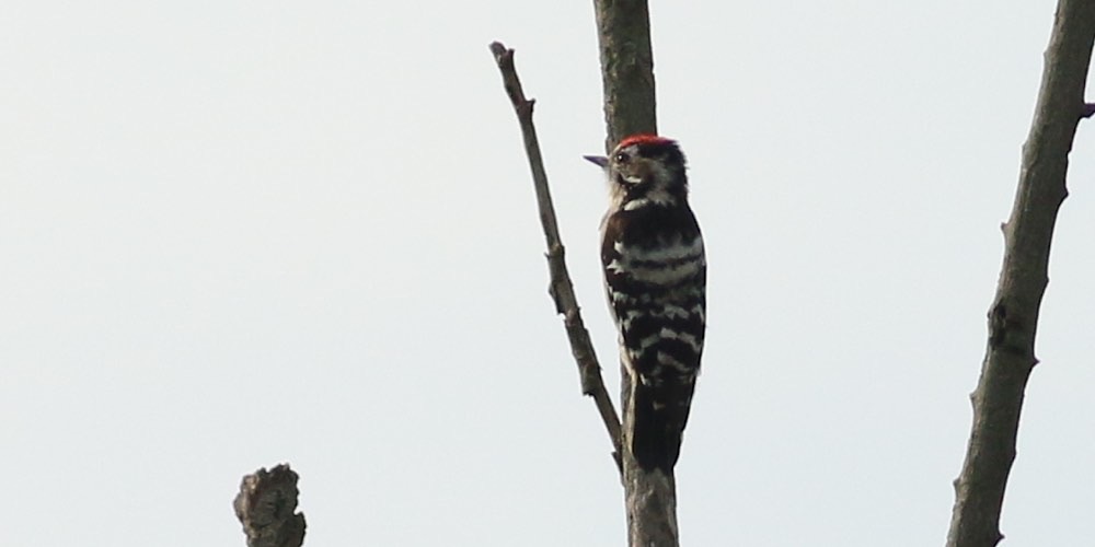 Picchio rosso minore (Dryobates minor), foto di esempio dell'animale.
