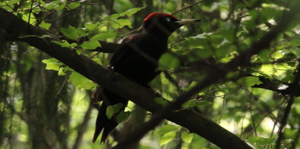 Picchio nero (Dryocopus martius), foto di esempio dell'animale.