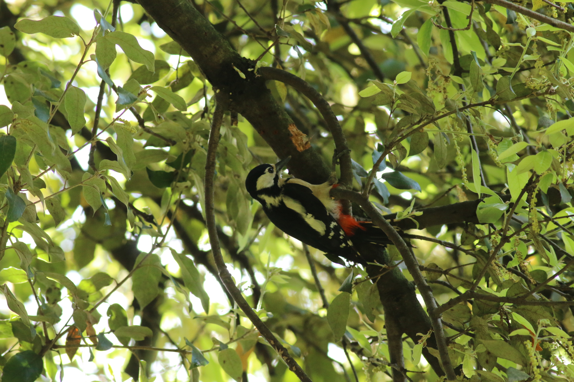 Picchio rosso maggiore (Dendrocopos major)