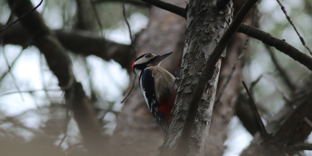 Picchio rosso maggiore (Dendrocopos major)