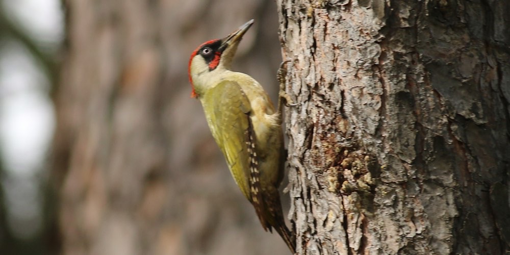 Picchio verde (Picus viridis), foto di esempio dell'animale.