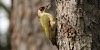 Foto del picchio verde, Picus viridis