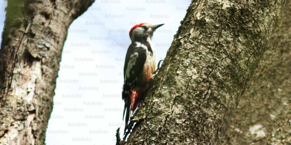 Picchio rosso mezzano (Dendrocoptes medius), foto di esempio dell'animale.