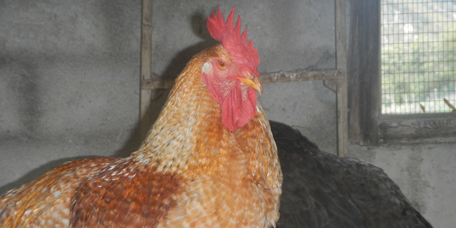 Pollo domestico (Gallus gallus), foto di esempio dell'animale.