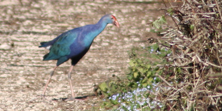 Pollo sultano (Porphyrio porphyrio), foto di esempio dell'animale.