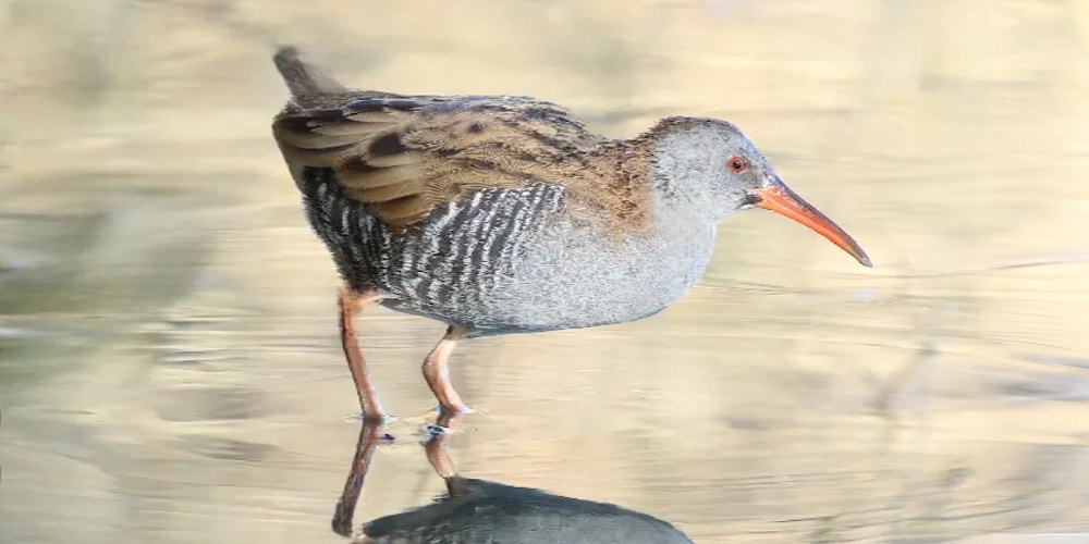 Porciglione (Rallus aquaticus), foto di esempio dell'animale.