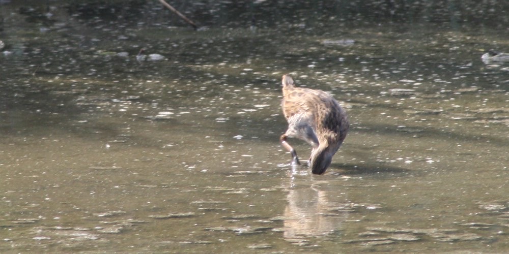 Porciglione (Rallus aquaticus)