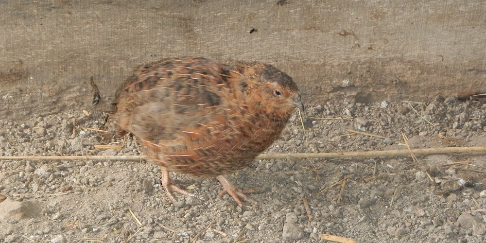 Quaglia comune (Coturnix coturnix), foto di esempio dell'animale.