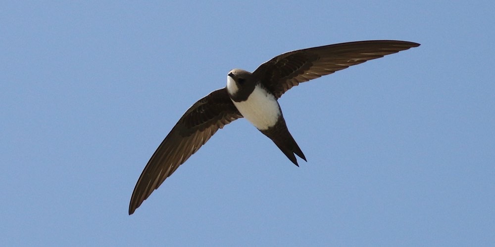 Rondone alpino (Tachymarptis melba), foto di esempio dell'animale.