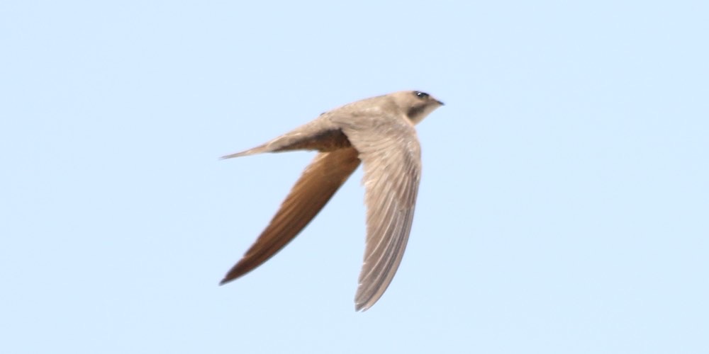 Rondone pallido (Apus pallidus), foto di esempio dell'animale.