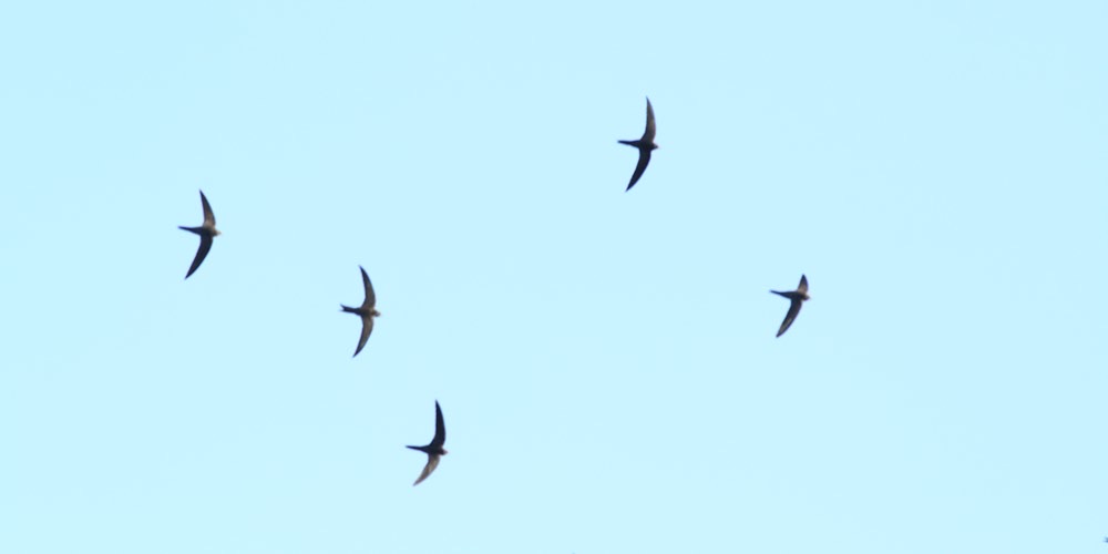 Rondone pallido (Apus pallidus)