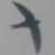 Rondone (Apus apus)