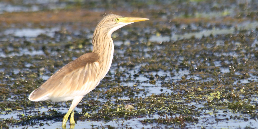 Sgarza ciuffetto (Ardeola ralloides), foto di esempio dell'animale.