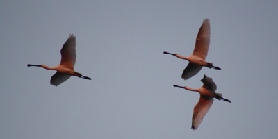 Spatola (Platalea leucorodia), foto di esempio dell'animale.