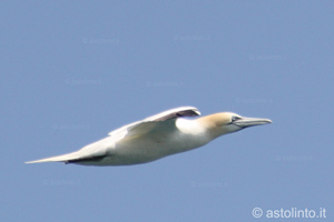 Sula bassana (Morus bassanus), foto di esempio dell'animale.
