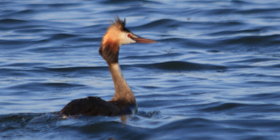 Svasso maggiore (Podiceps cristatus), foto di esempio dell'animale.