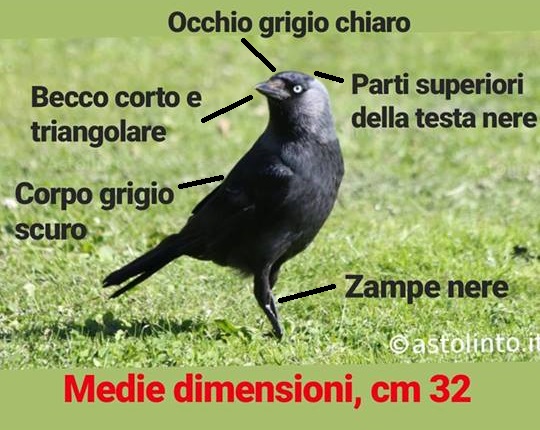 Taccola (Coloeus monedula)